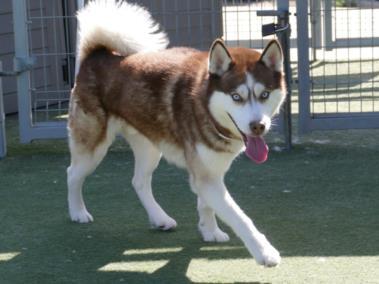SEVEN, Adoptable, Adult Male Siberian Husky.
