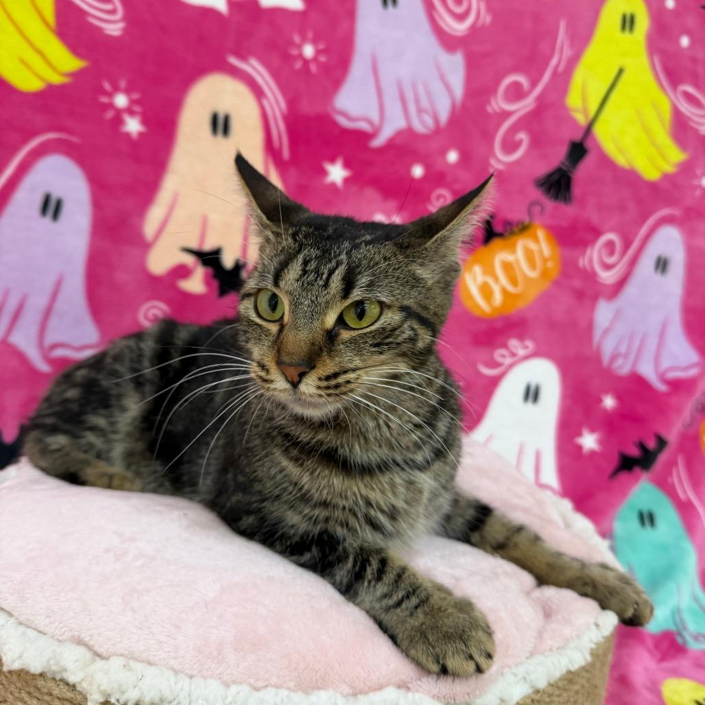 Coraline, Adoptable, Adult Female Domestic Short Hair.