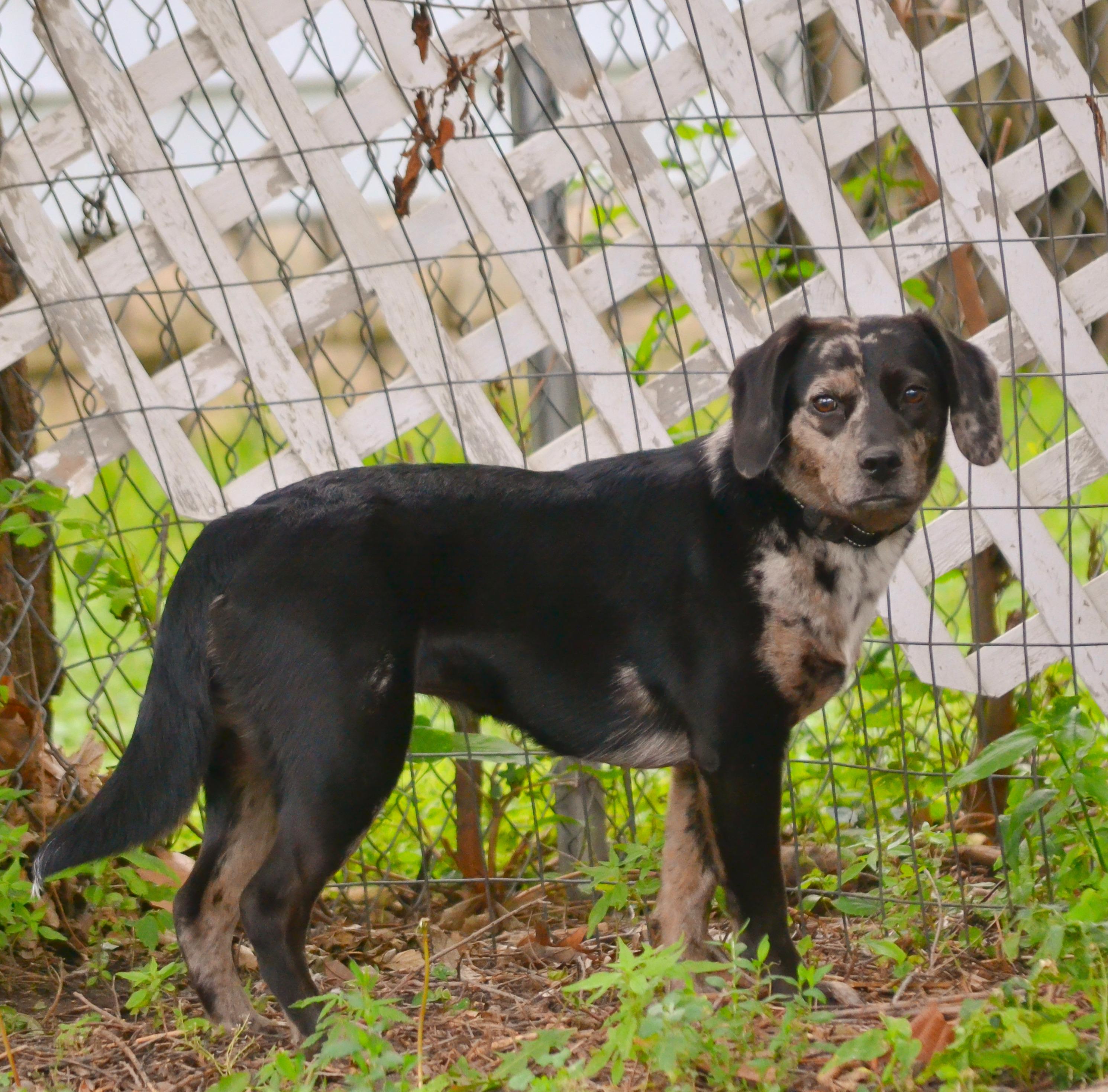 Pam, Adult Female Beagle