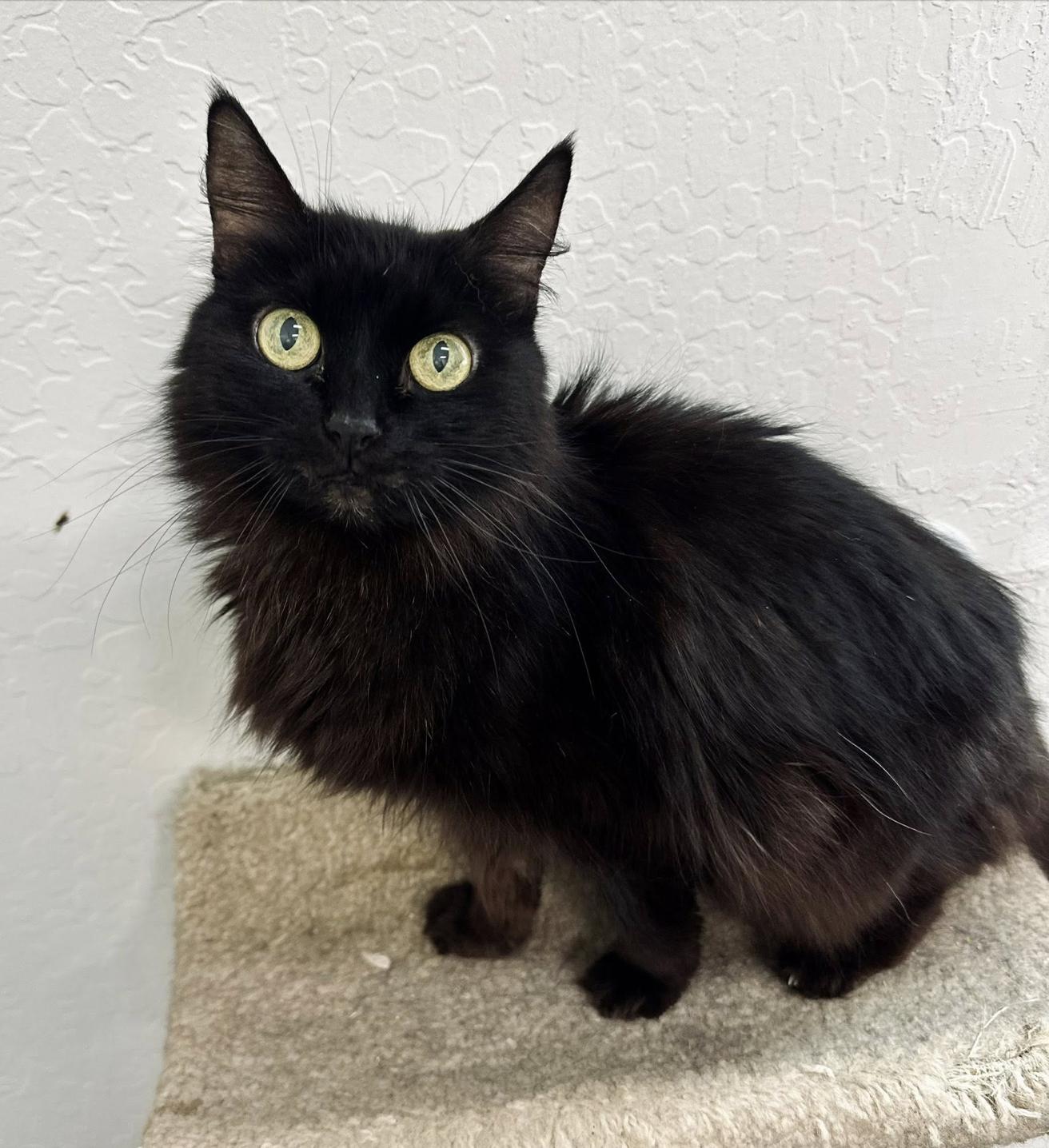 Chunky 0125 — thumbnail 2