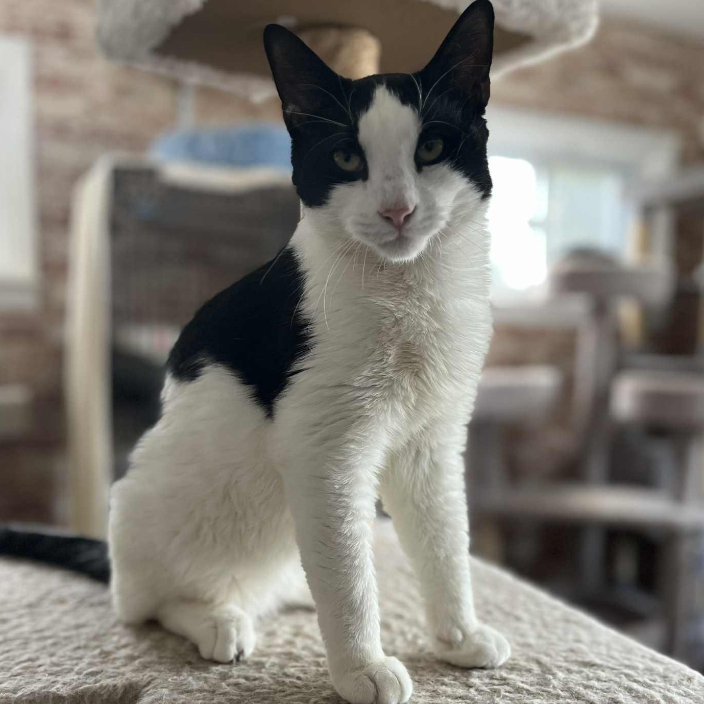 Enlarge Scotty, a ADOPTABLE Tuxedo in Huntington, NY image 2/5