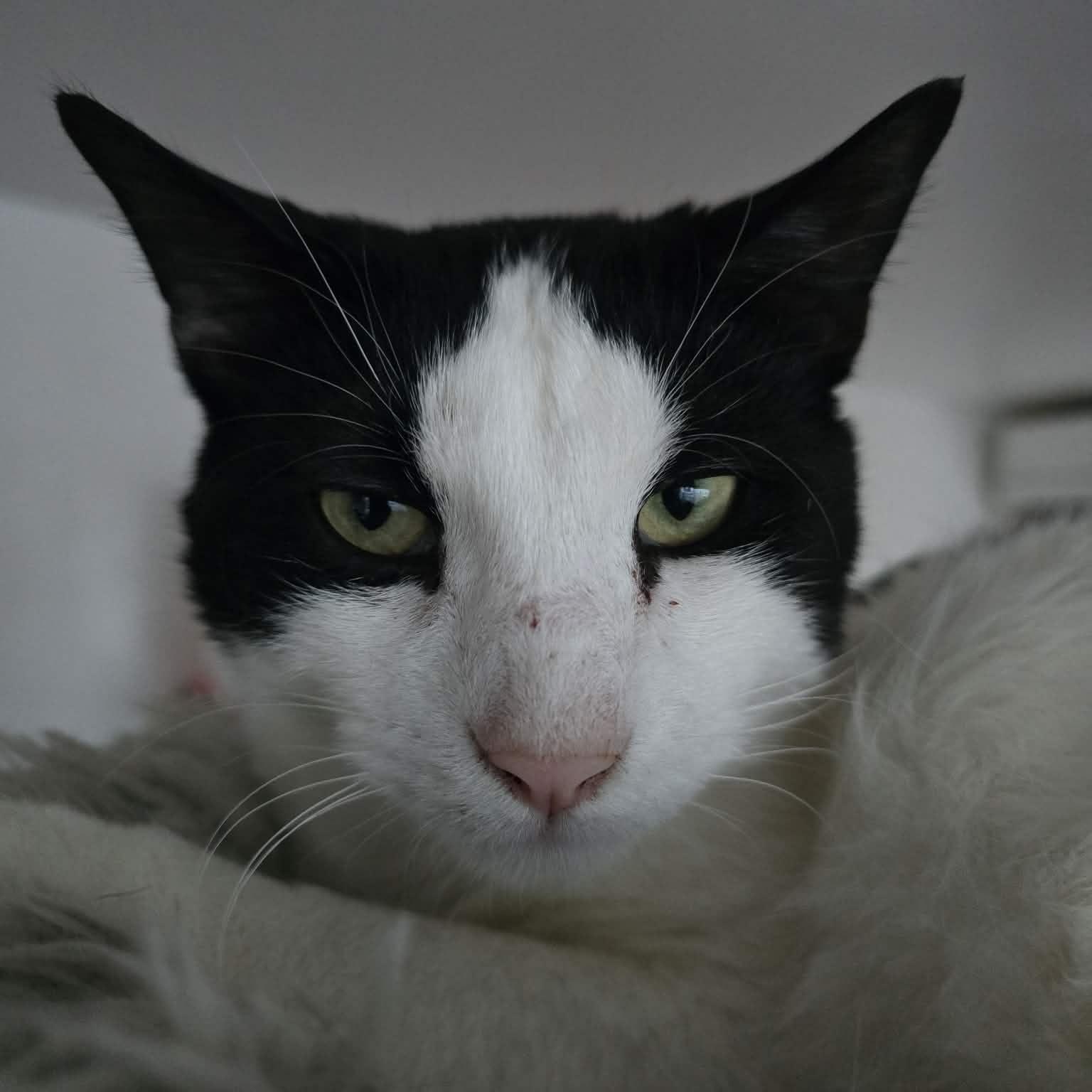Enlarge Scotty, a ADOPTABLE Tuxedo in Huntington, NY image 3/5