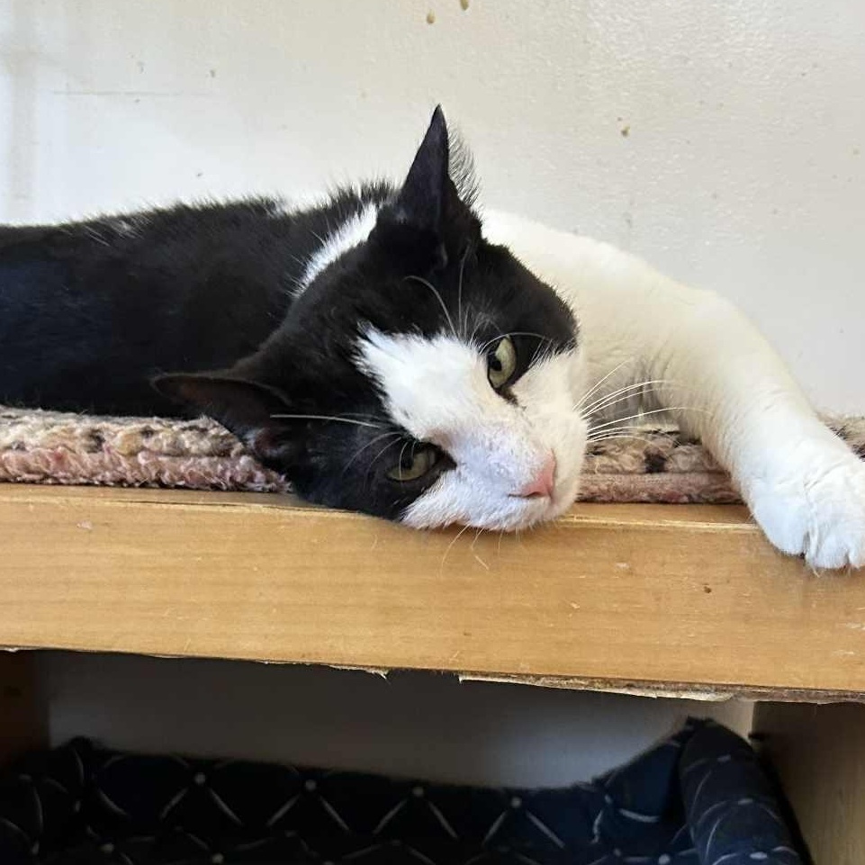 Enlarge Scotty, a ADOPTABLE Tuxedo in Huntington, NY image 4/5
