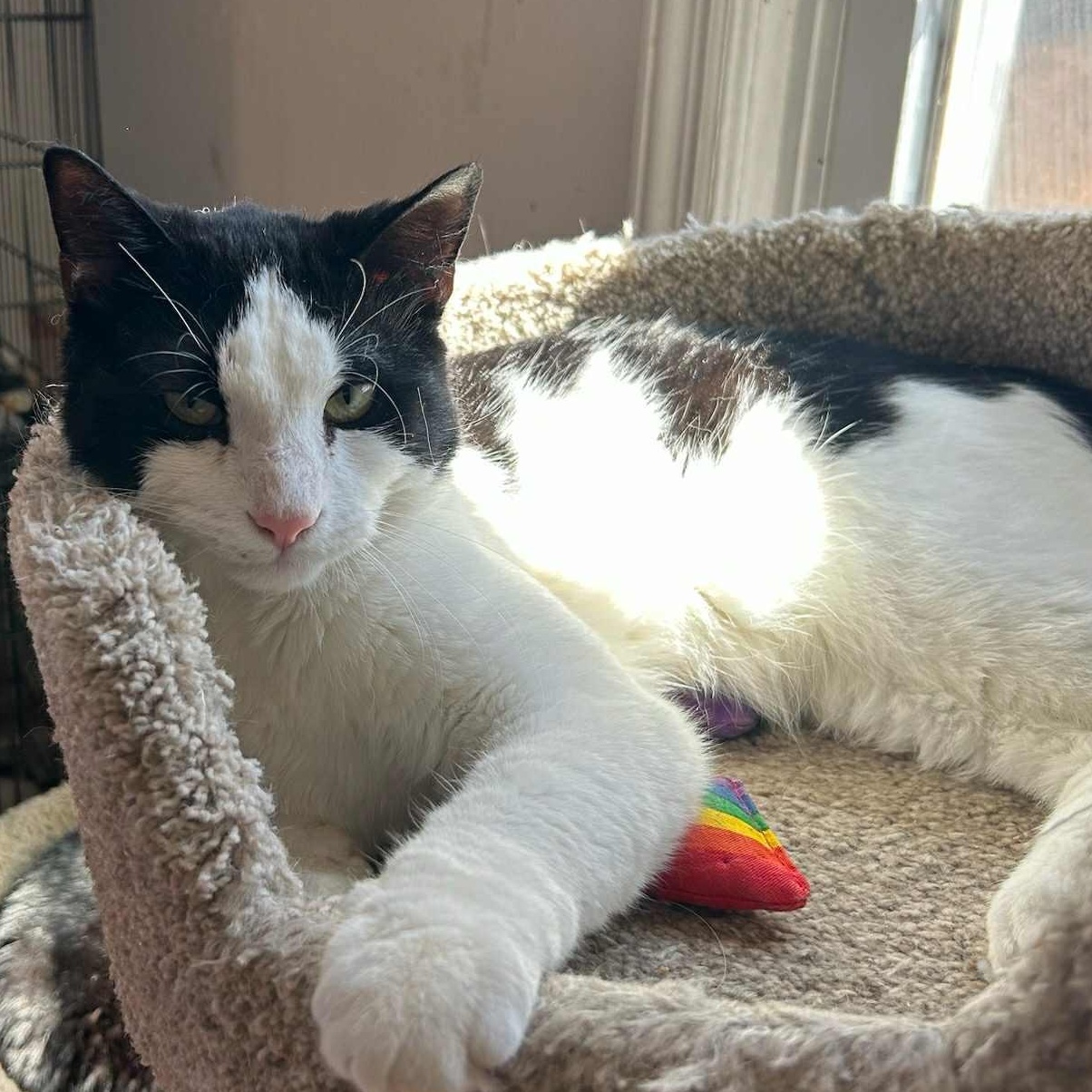 Enlarge Scotty, a ADOPTABLE Tuxedo in Huntington, NY image 5/5