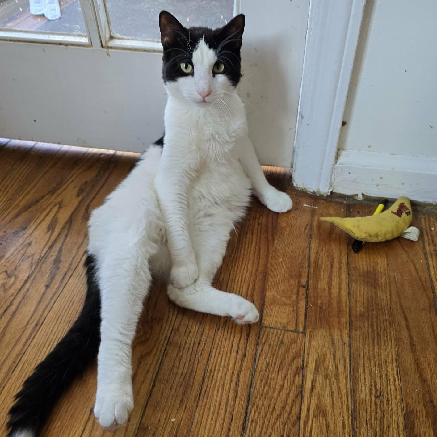 Enlarge Scotty, a ADOPTABLE Tuxedo in Huntington, NY image 1/5