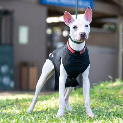 Enlarge Marty, a Adoptable mixed breed in Honolulu, HI image 1/3