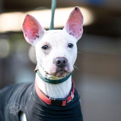 Enlarge Marty, a Adoptable mixed breed in Honolulu, HI image 2/3