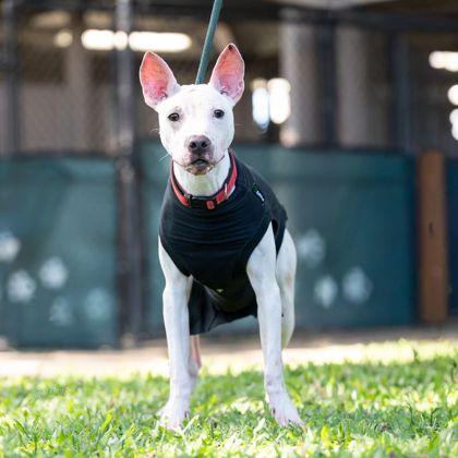 Enlarge Marty, a Adoptable mixed breed in Honolulu, HI image 3/3