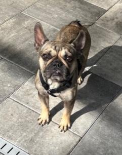 Enlarge Nugget, a ADOPTABLE French Bulldog in Longwood, FL image 1/5