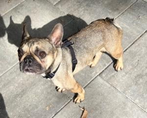 Enlarge Nugget, a ADOPTABLE French Bulldog in Longwood, FL image 2/5