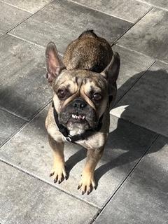 Enlarge Nugget, a ADOPTABLE French Bulldog in Longwood, FL image 3/5