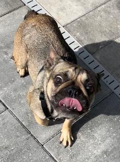 Enlarge Nugget, a ADOPTABLE French Bulldog in Longwood, FL image 4/5