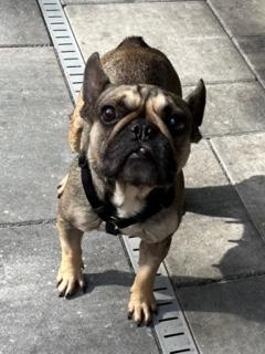 Enlarge Nugget, a ADOPTABLE French Bulldog in Longwood, FL image 5/5