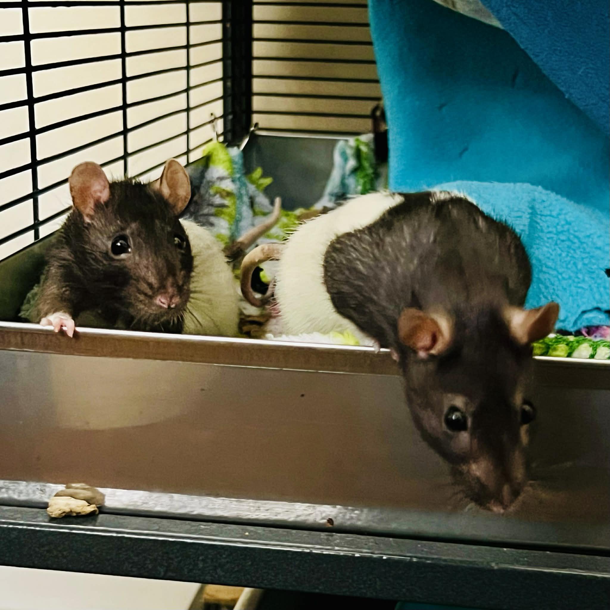 The Misfits: Bellatrix, Medusa, Ravenna & Cruella, a Adoptable Rat in Norcross, GA image 1/6