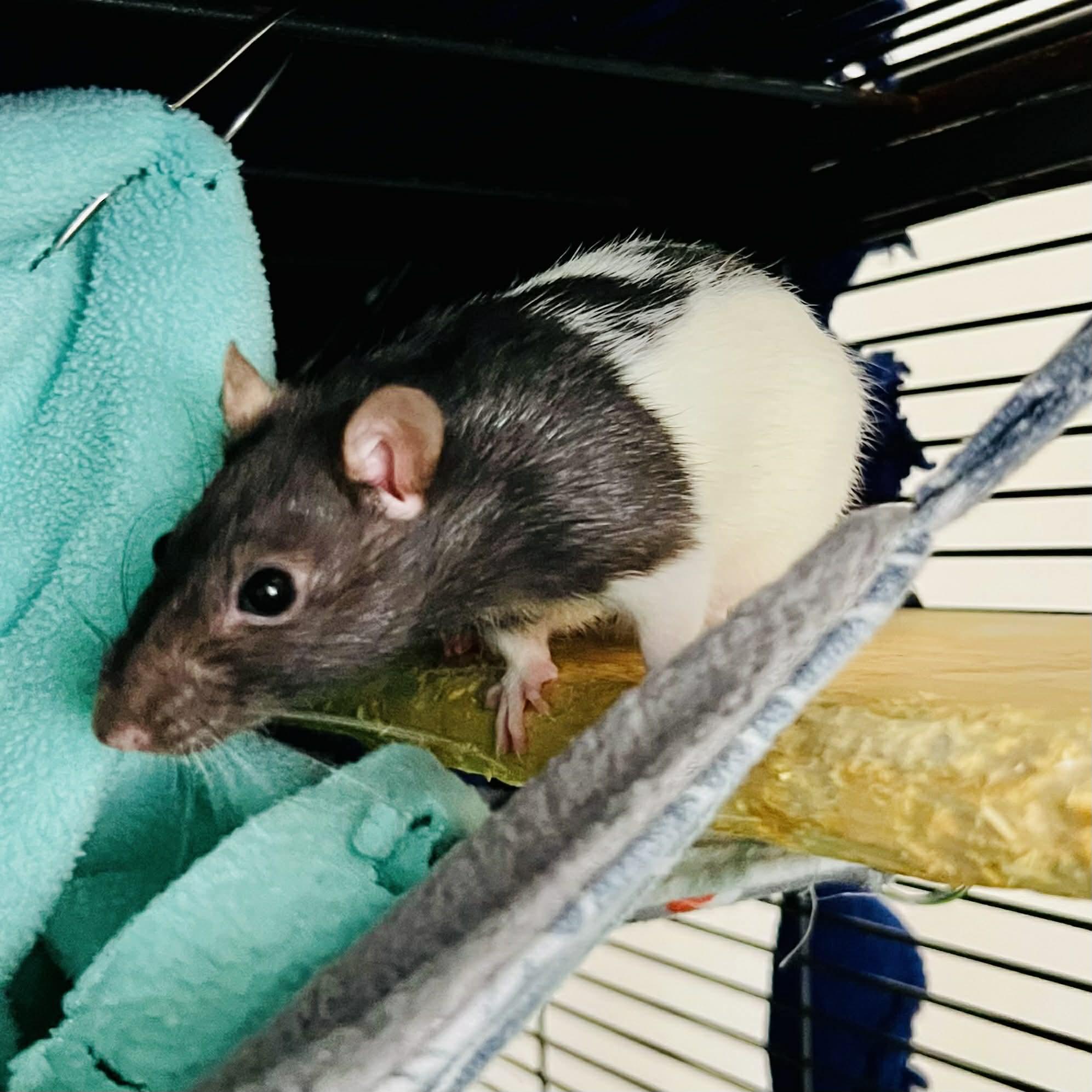 The Misfits: Bellatrix, Medusa, Ravenna & Cruella, a Adoptable Rat in Norcross, GA image 2/6