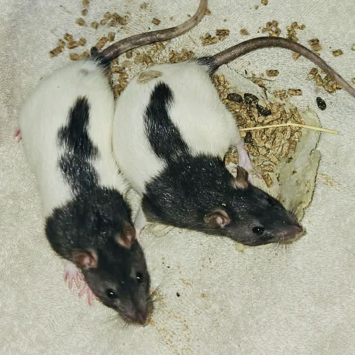 The Misfits: Bellatrix, Medusa, Ravenna & Cruella, a Adoptable Rat in Norcross, GA image 3/6
