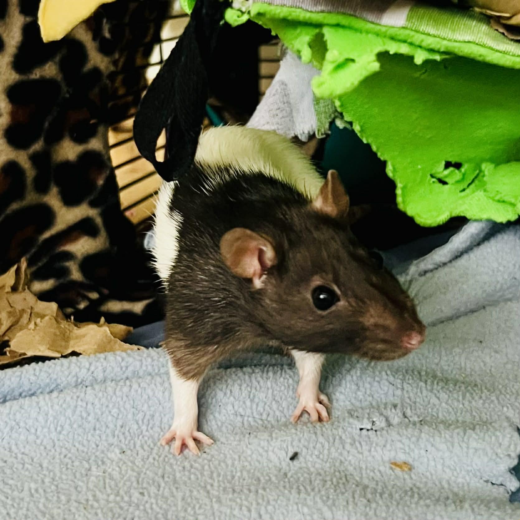 The Misfits: Bellatrix, Medusa, Ravenna & Cruella, a Adoptable Rat in Norcross, GA image 4/6