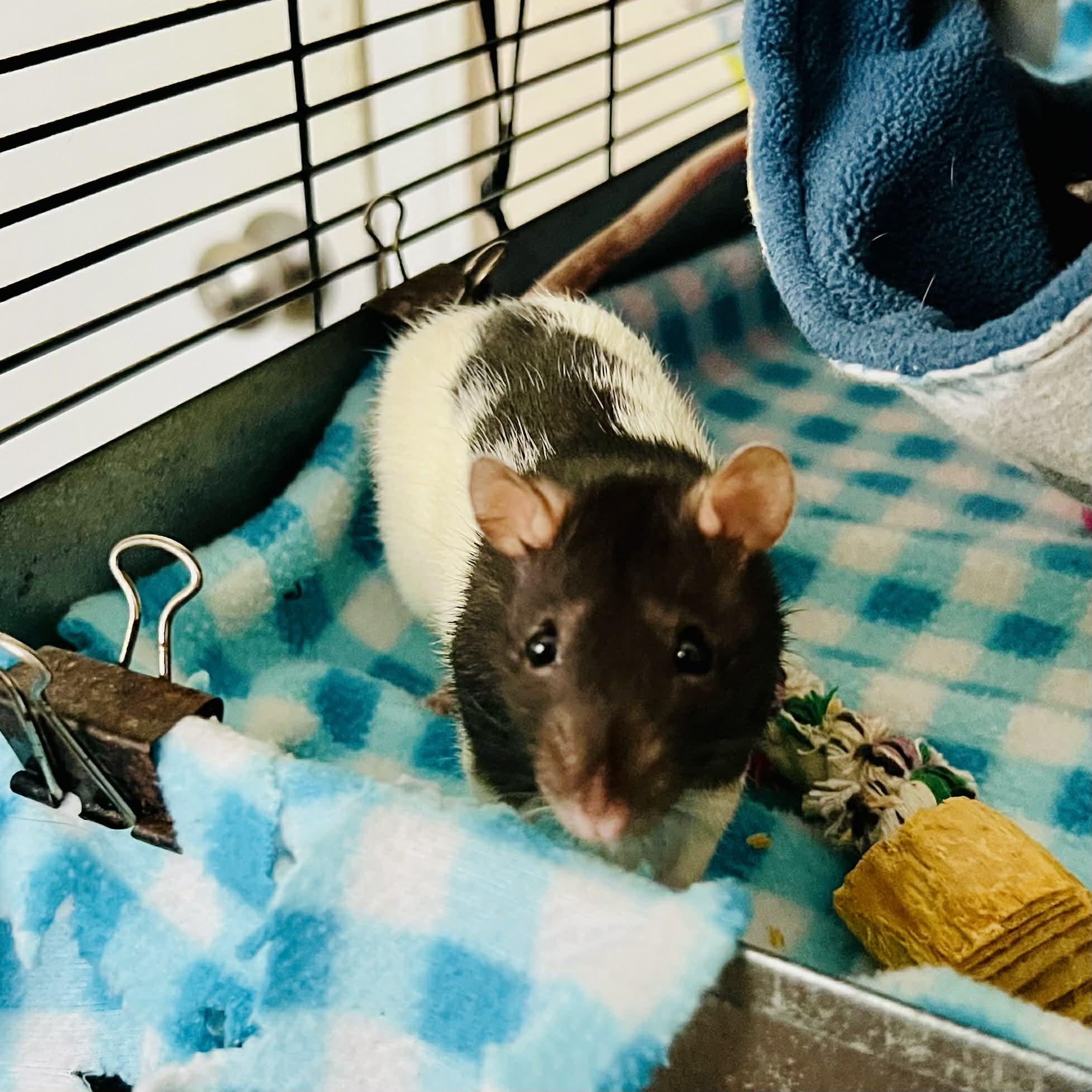 The Misfits: Bellatrix, Medusa, Ravenna & Cruella, a Adoptable Rat in Norcross, GA image 5/6