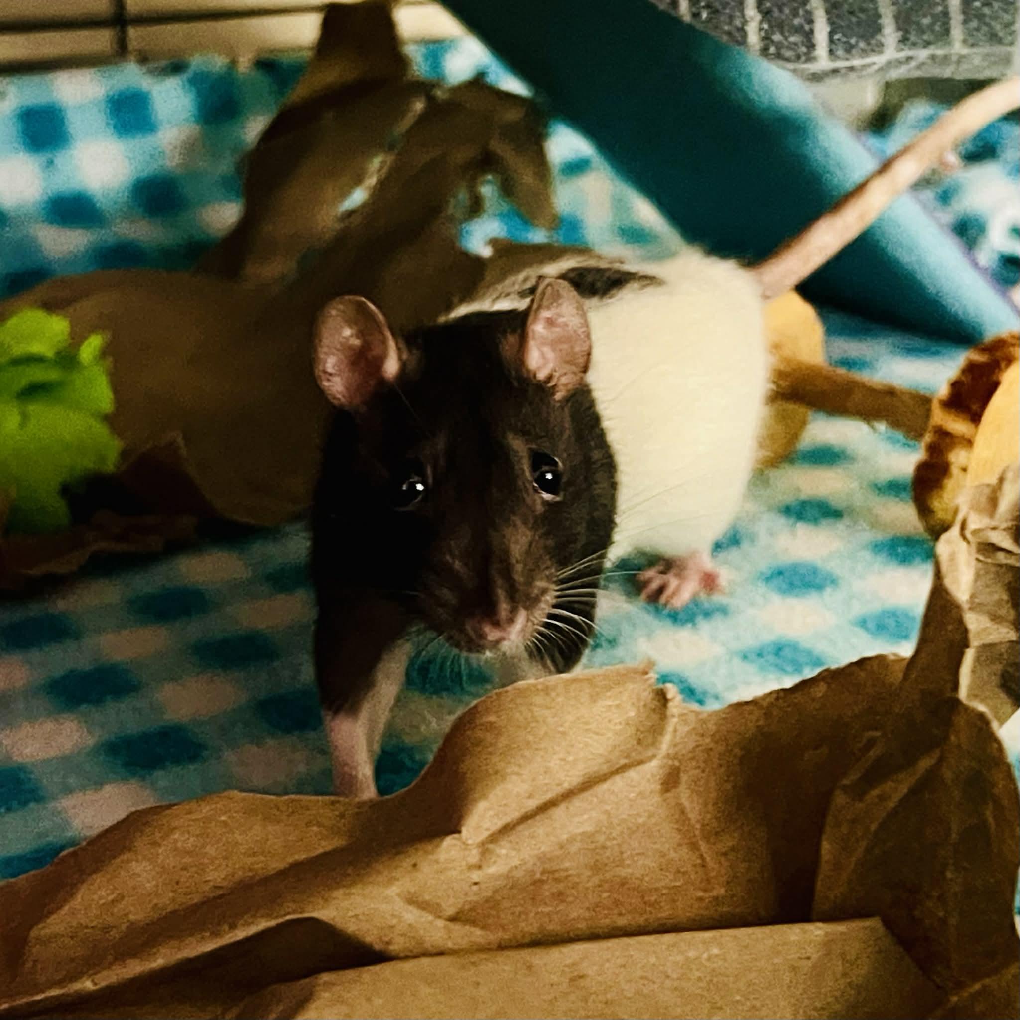 The Misfits: Bellatrix, Medusa, Ravenna & Cruella, a Adoptable Rat in Norcross, GA image 6/6