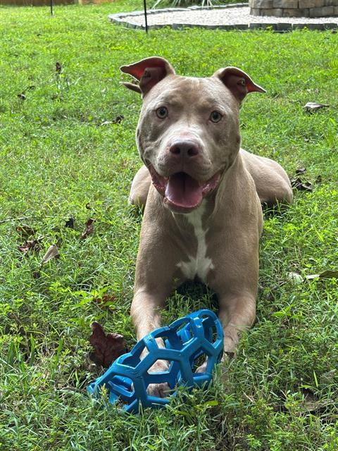 LUCAS, Adoptable, Adult Male Pit Bull Terrier.