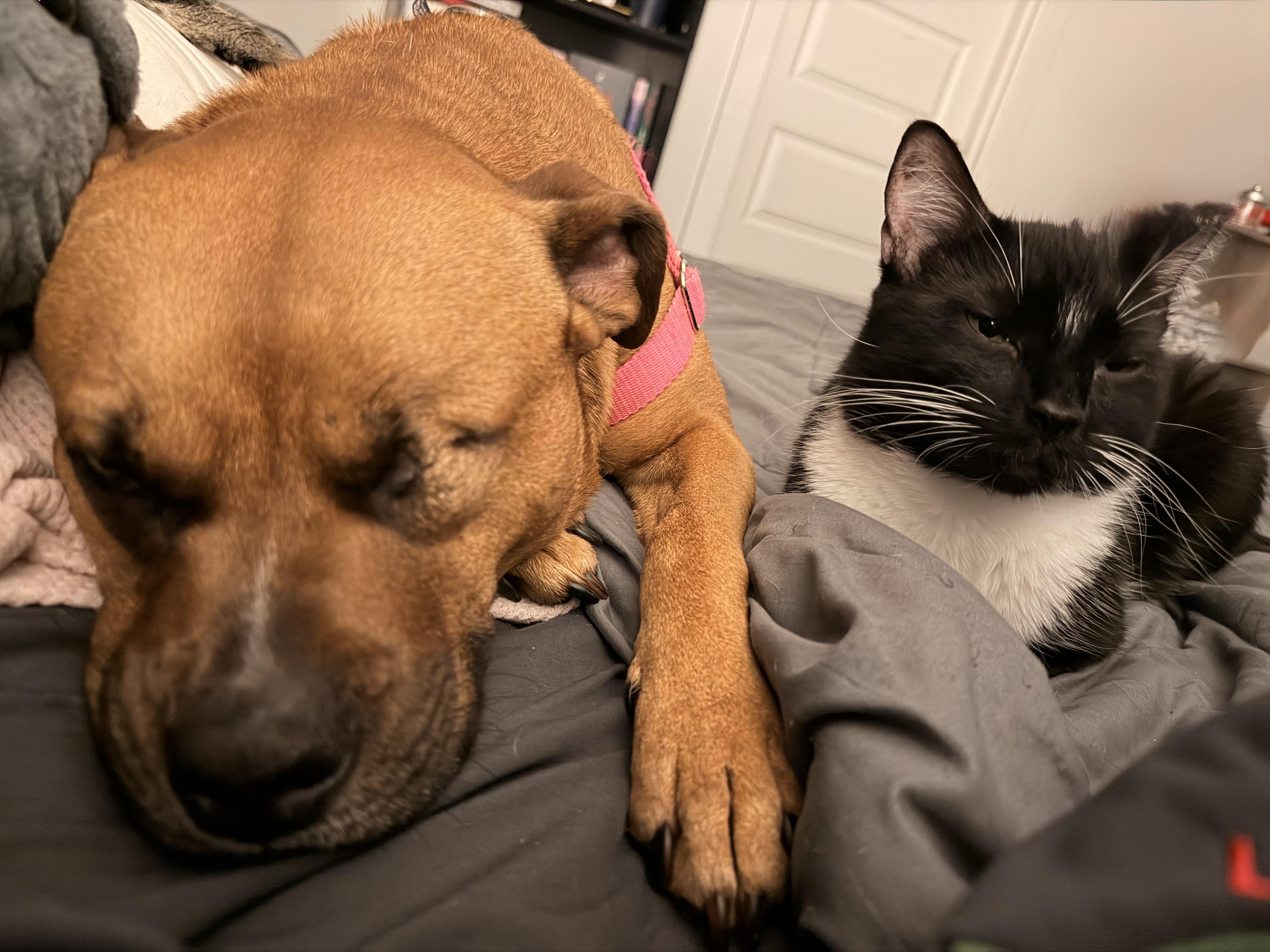 Enlarge Leeah, a Adoptable mixed breed in Portland, OR image 5/6