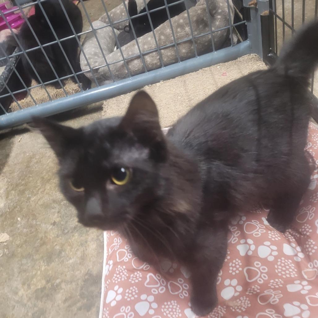 Enlarge Leia - SPECIAL NEEDS - Diabetes, a Adoptable Domestic Medium Hair in Union, MO image 1/1