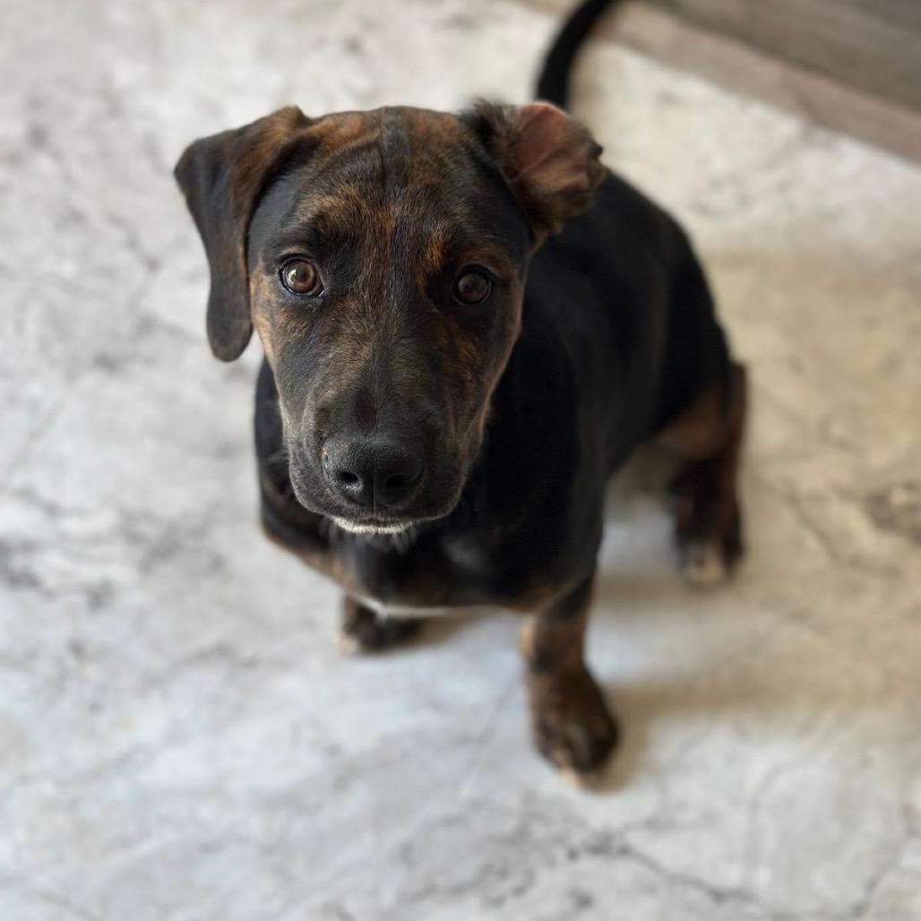 Ayo, Adoptable, Adult Male Labrador Retriever & Mixed Breed.