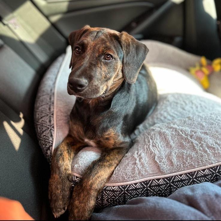 Enlarge Ayo, a Adoptable mixed breed in Austell, GA image 2/6