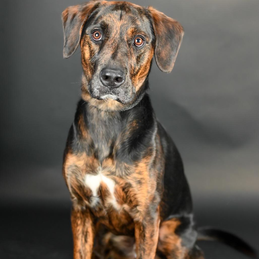 Enlarge Ayo, a Adoptable mixed breed in Austell, GA image 3/6