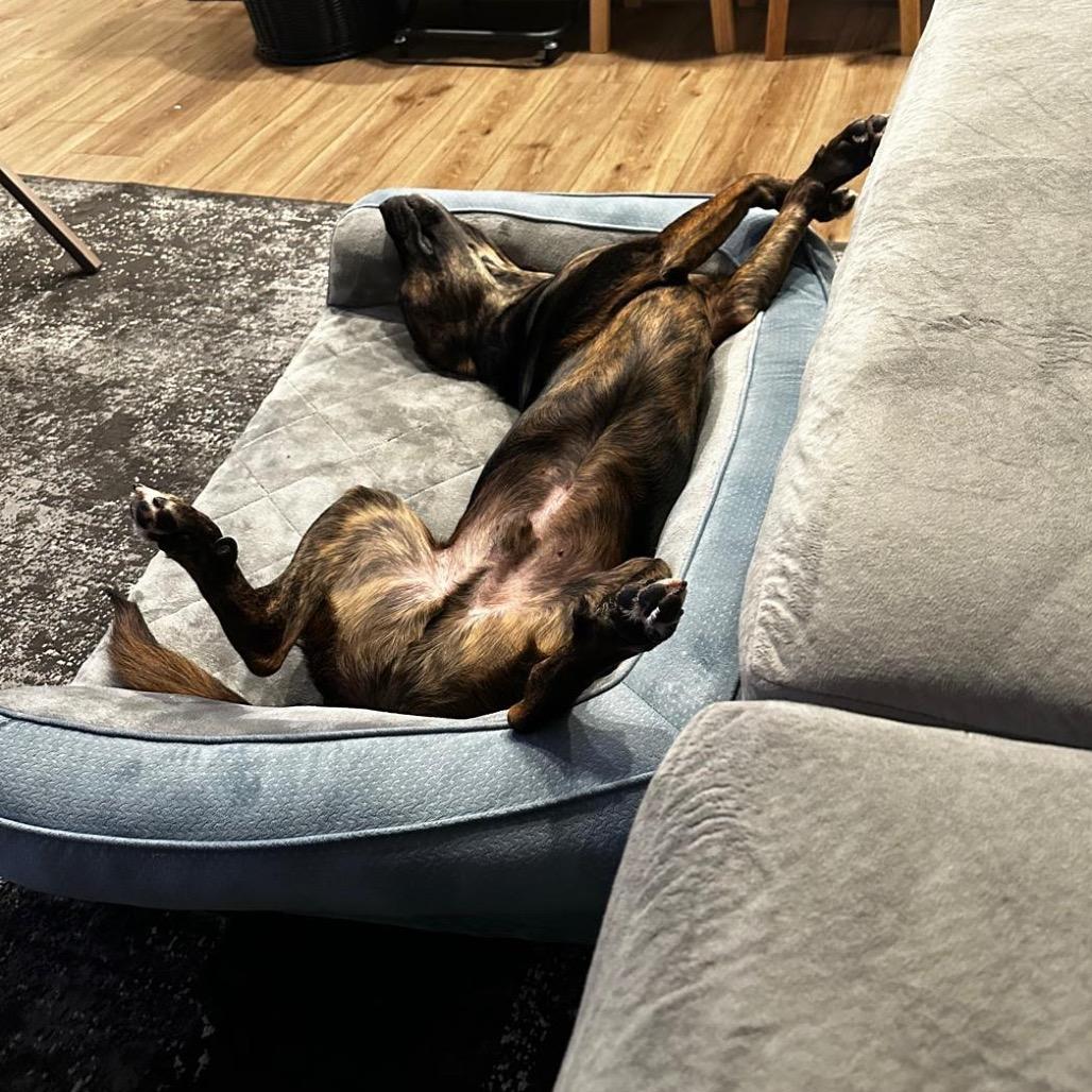 Enlarge Ayo, a Adoptable mixed breed in Austell, GA image 4/6