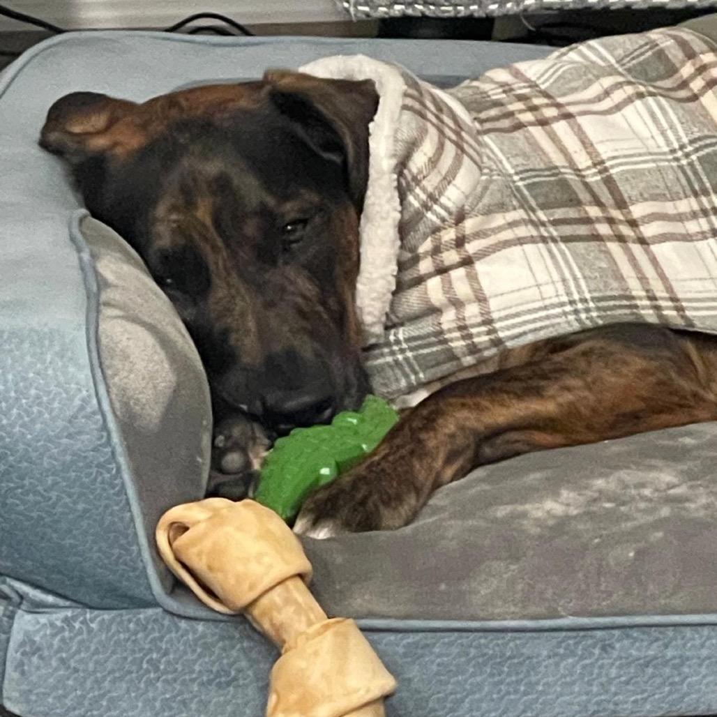 Enlarge Ayo, a Adoptable mixed breed in Austell, GA image 5/6