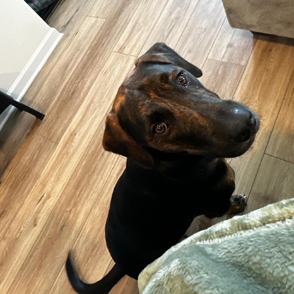 Enlarge Ayo, a Adoptable mixed breed in Austell, GA image 6/6