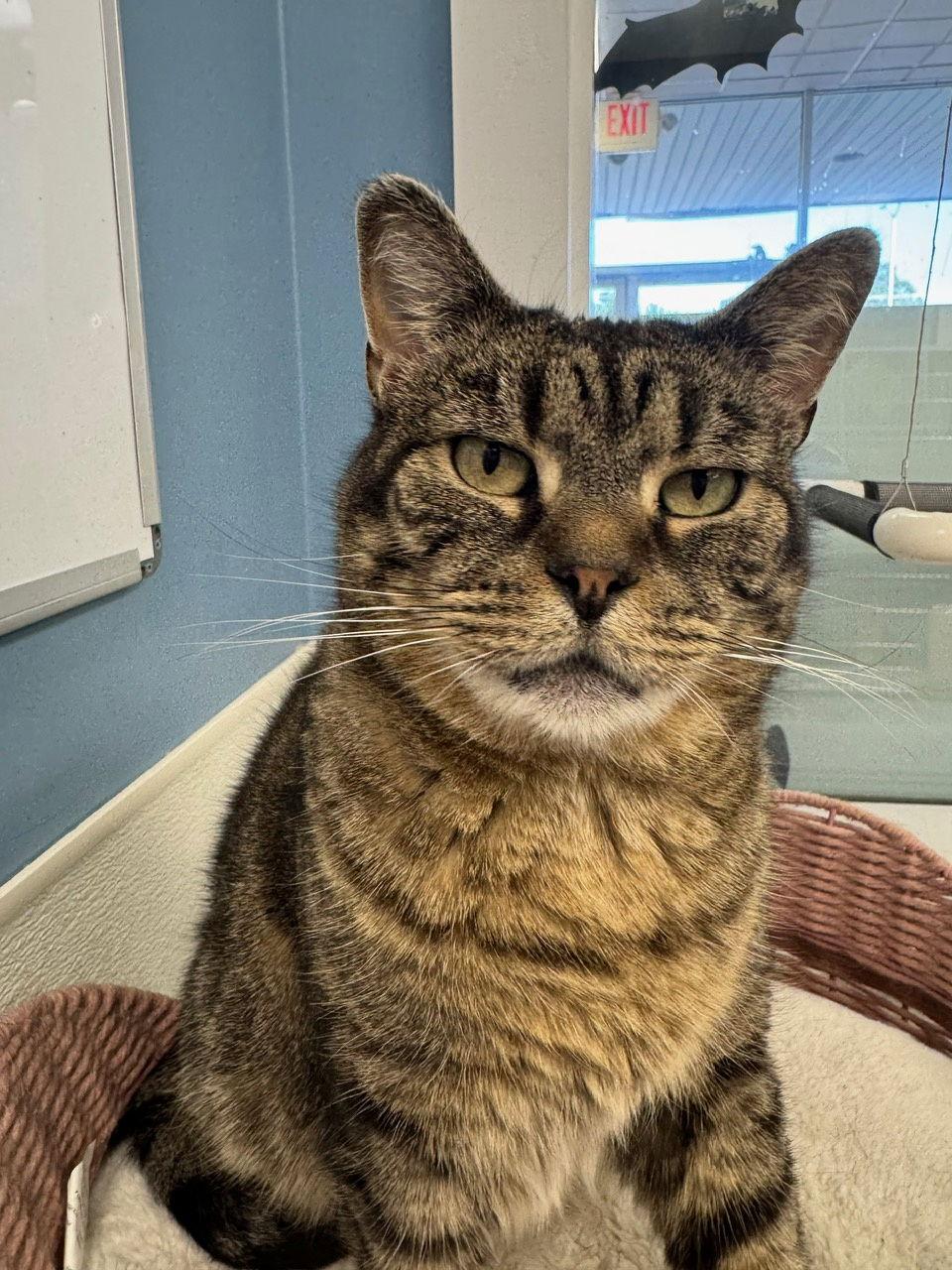 Saoirse, Adoptable, Adult Female Tabby & Domestic Short Hair.