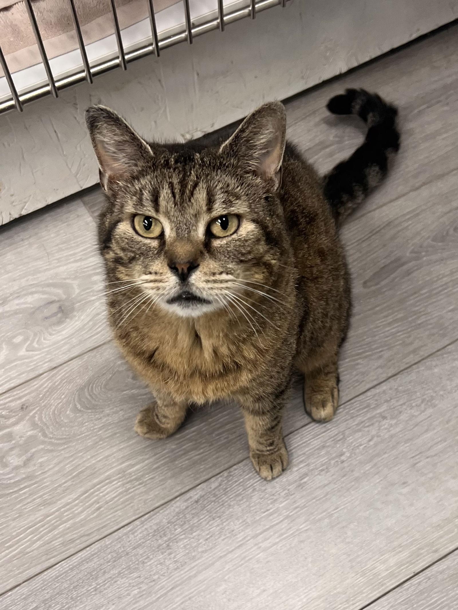 Enlarge Saoirse, a Adoptable mixed breed in Georgetown, KY image 1/3