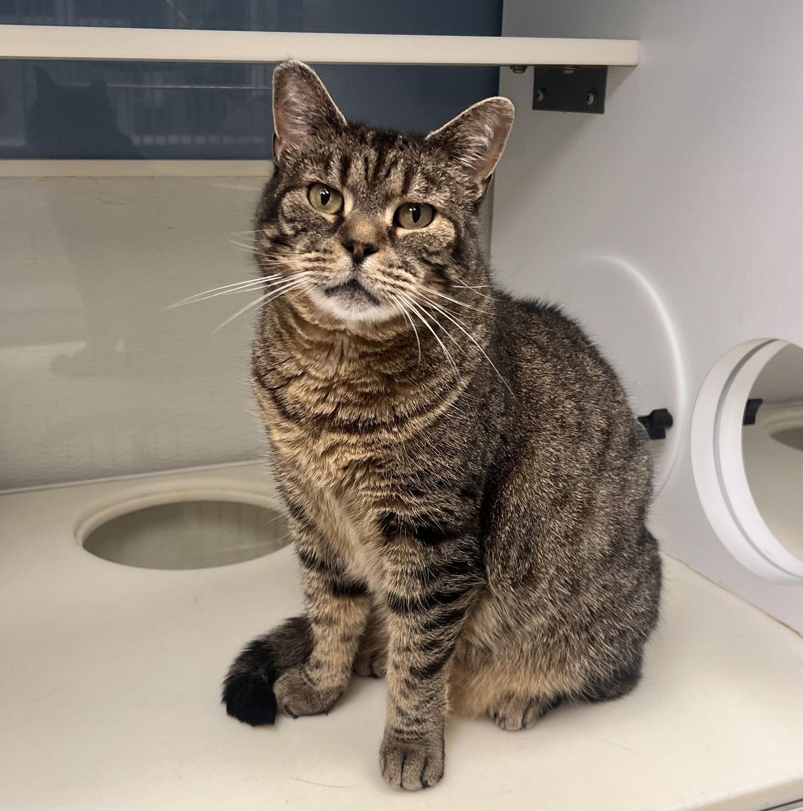 Enlarge Saoirse, a Adoptable mixed breed in Georgetown, KY image 2/3