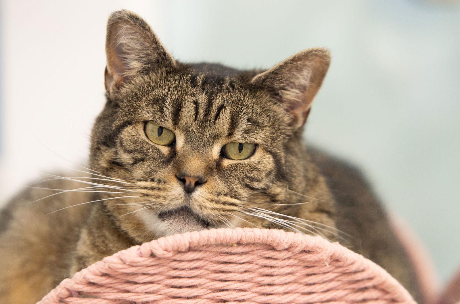 Enlarge Saoirse, a Adoptable mixed breed in Georgetown, KY image 3/3