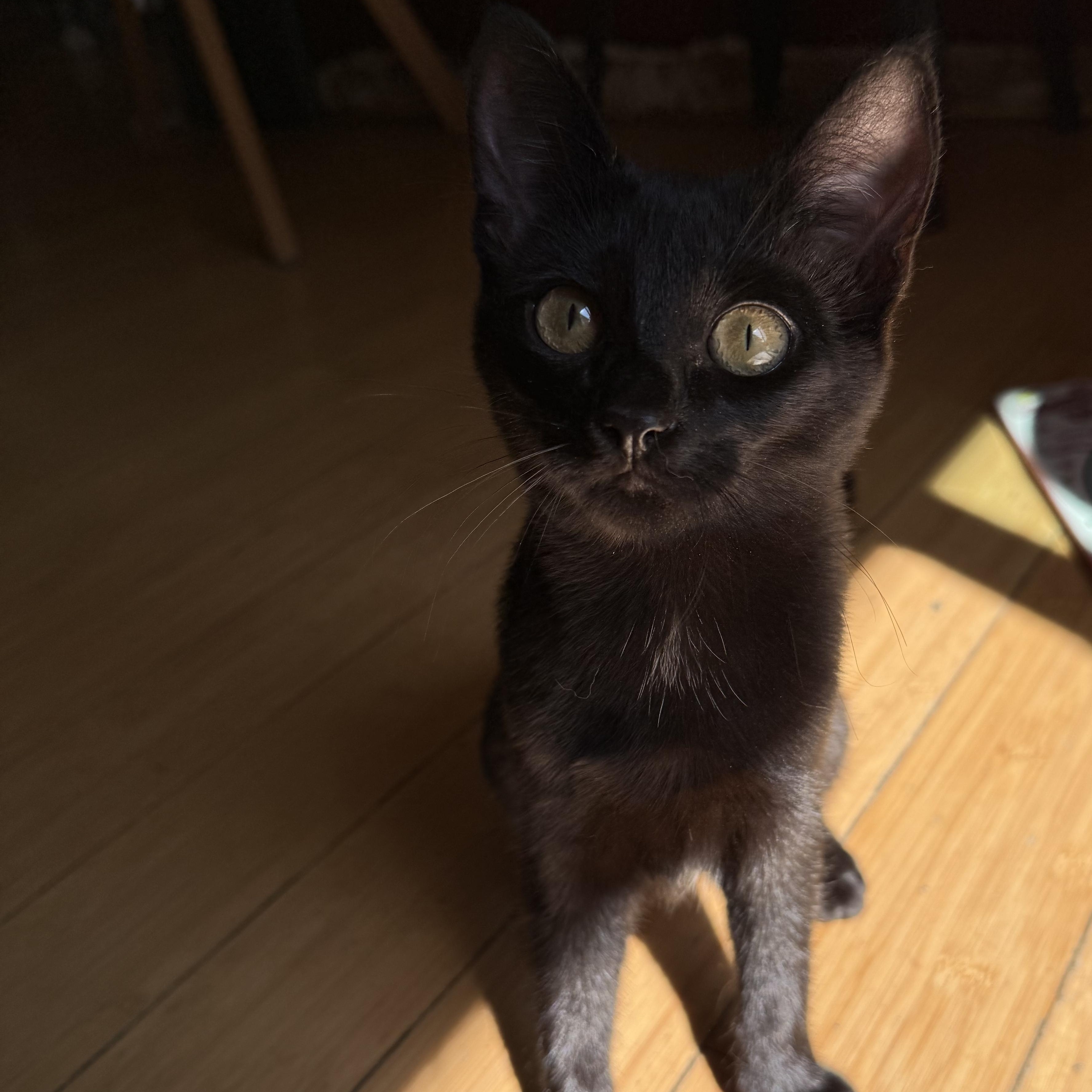 Amaya, a Adoptable Domestic Short Hair in Hollister, CA image 3/3