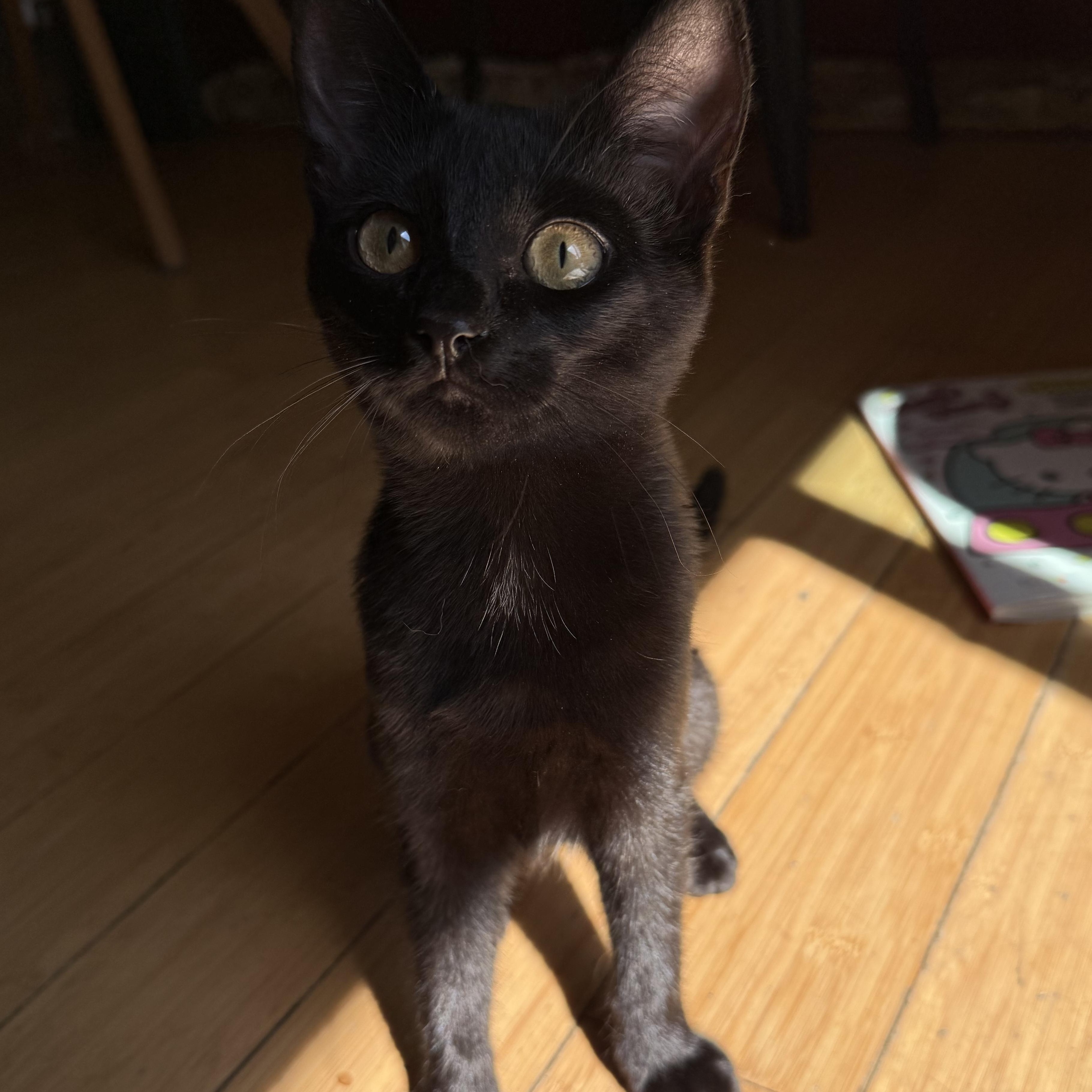 Amaya, a Adoptable Domestic Short Hair in Hollister, CA image 1/3