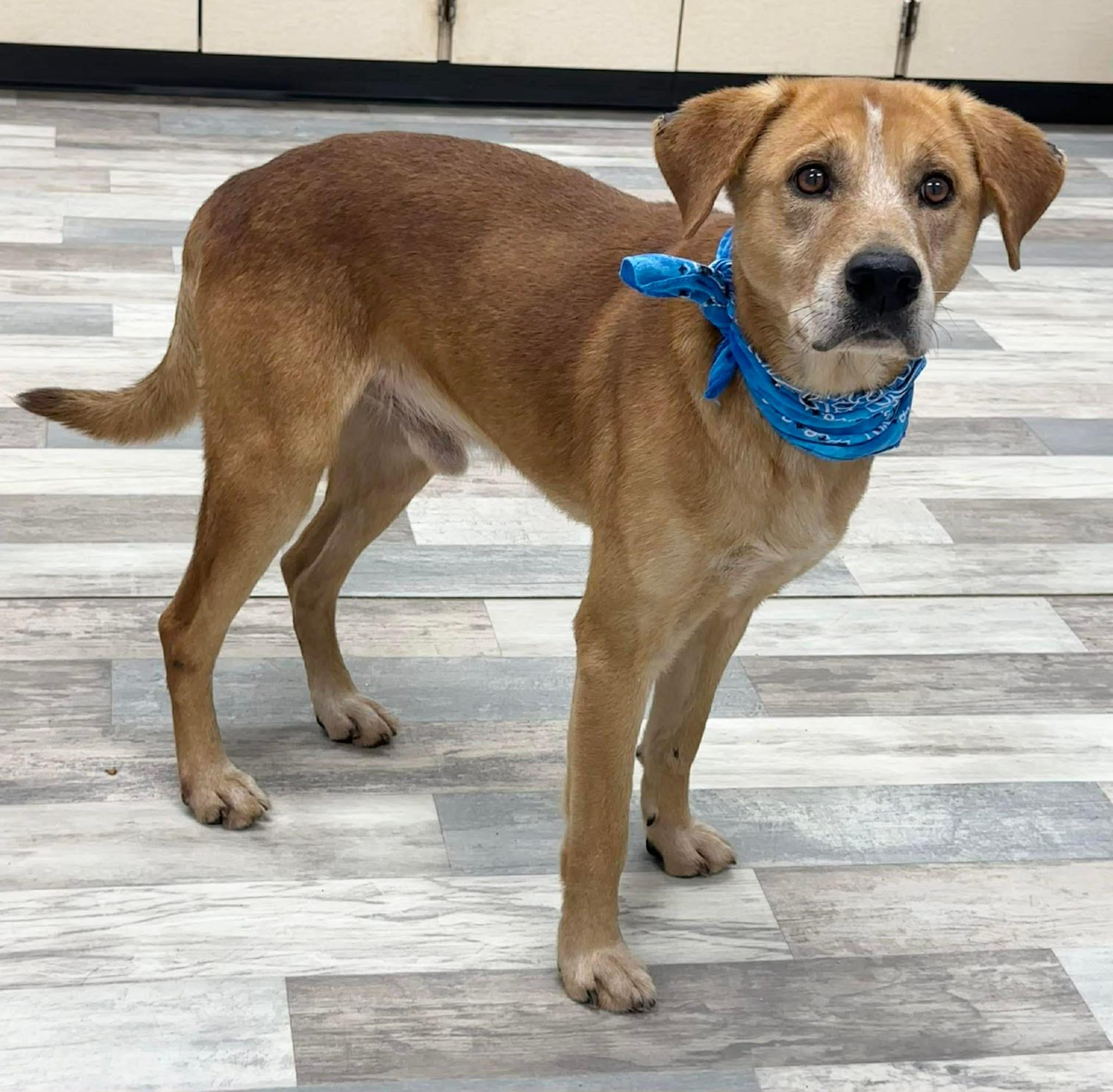 Enlarge Rylo the retriever mix , a Adoptable mixed breed in Muskego, WI image 3/6