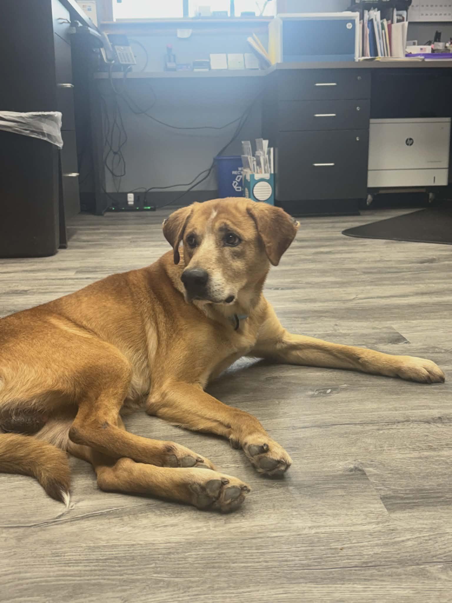 Enlarge Rylo the retriever mix , a Adoptable mixed breed in Muskego, WI image 1/6