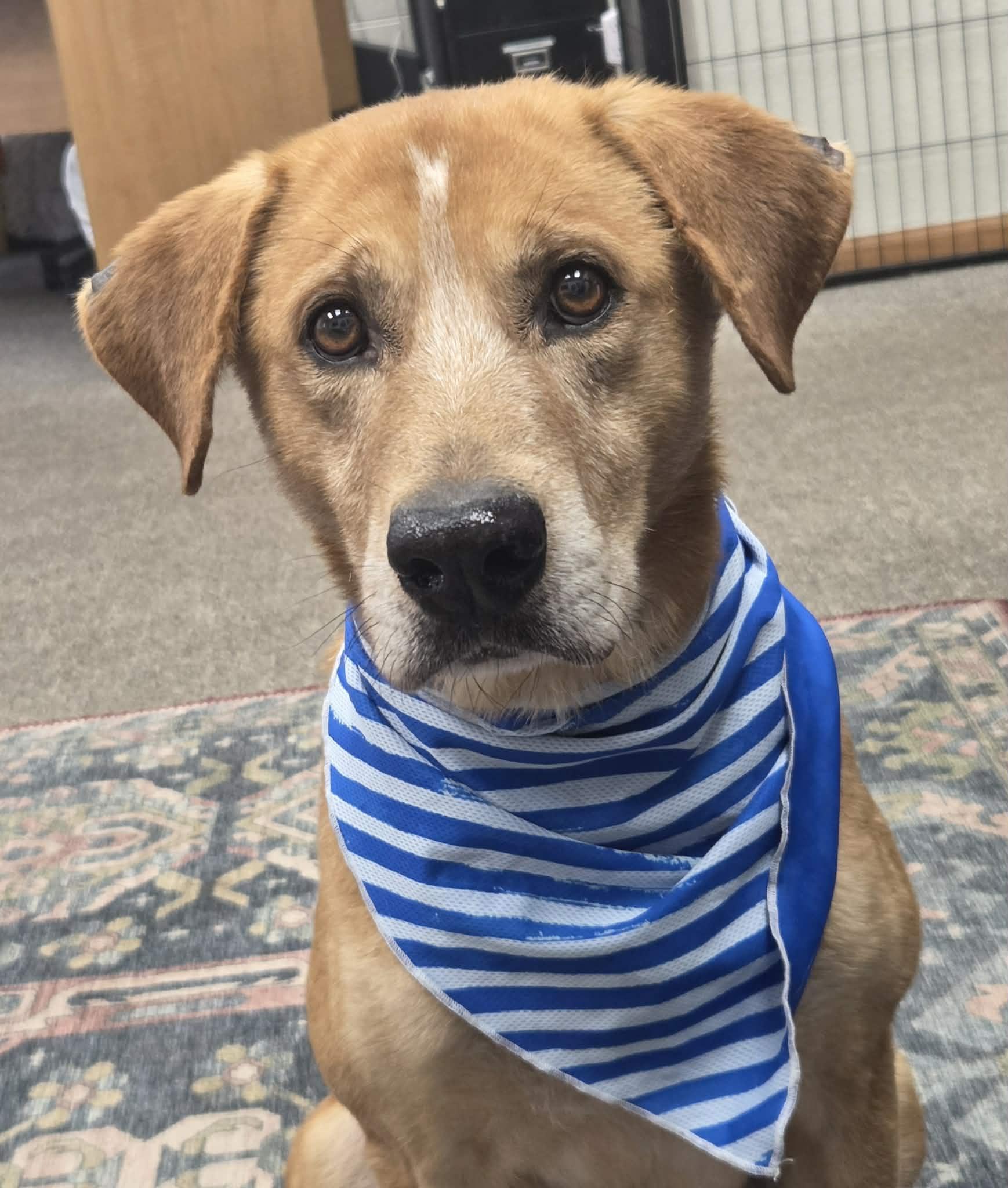 Enlarge Rylo the retriever mix , a Adoptable mixed breed in Muskego, WI image 5/6