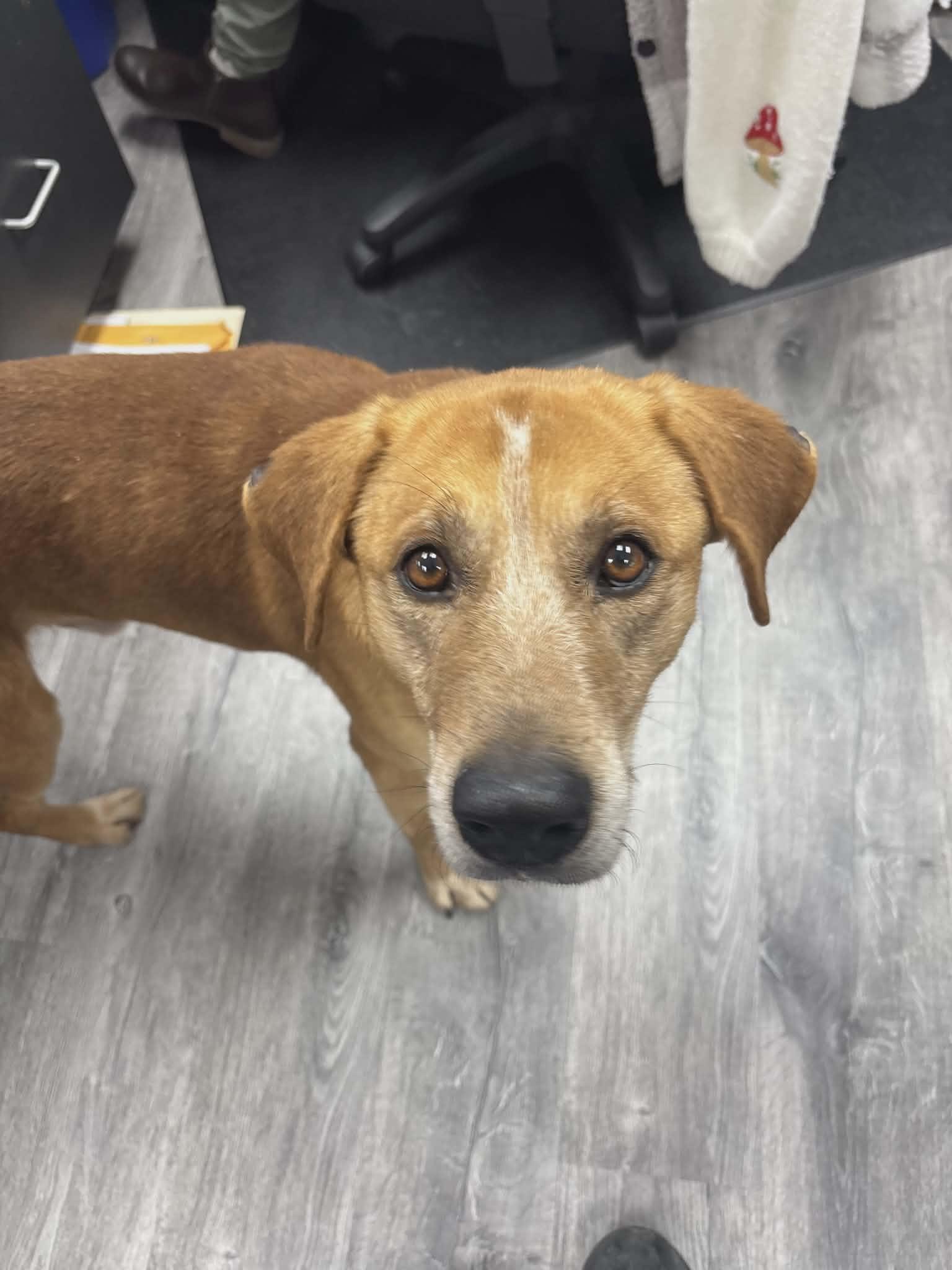 Enlarge Rylo the retriever mix , a Adoptable mixed breed in Muskego, WI image 6/6