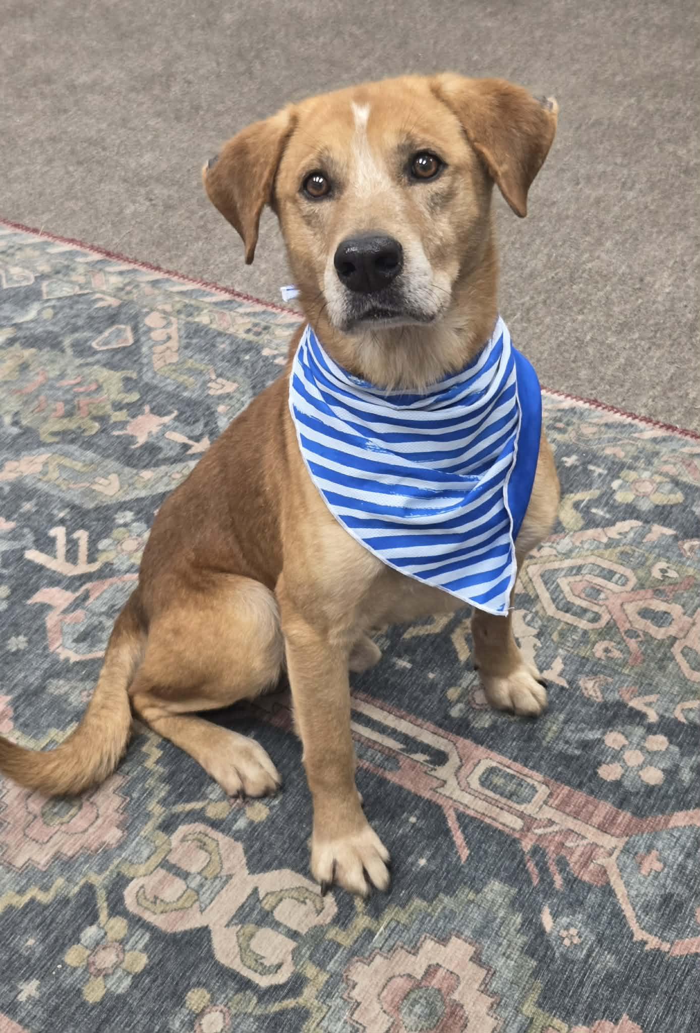 Enlarge Rylo the retriever mix , a Adoptable mixed breed in Muskego, WI image 4/6