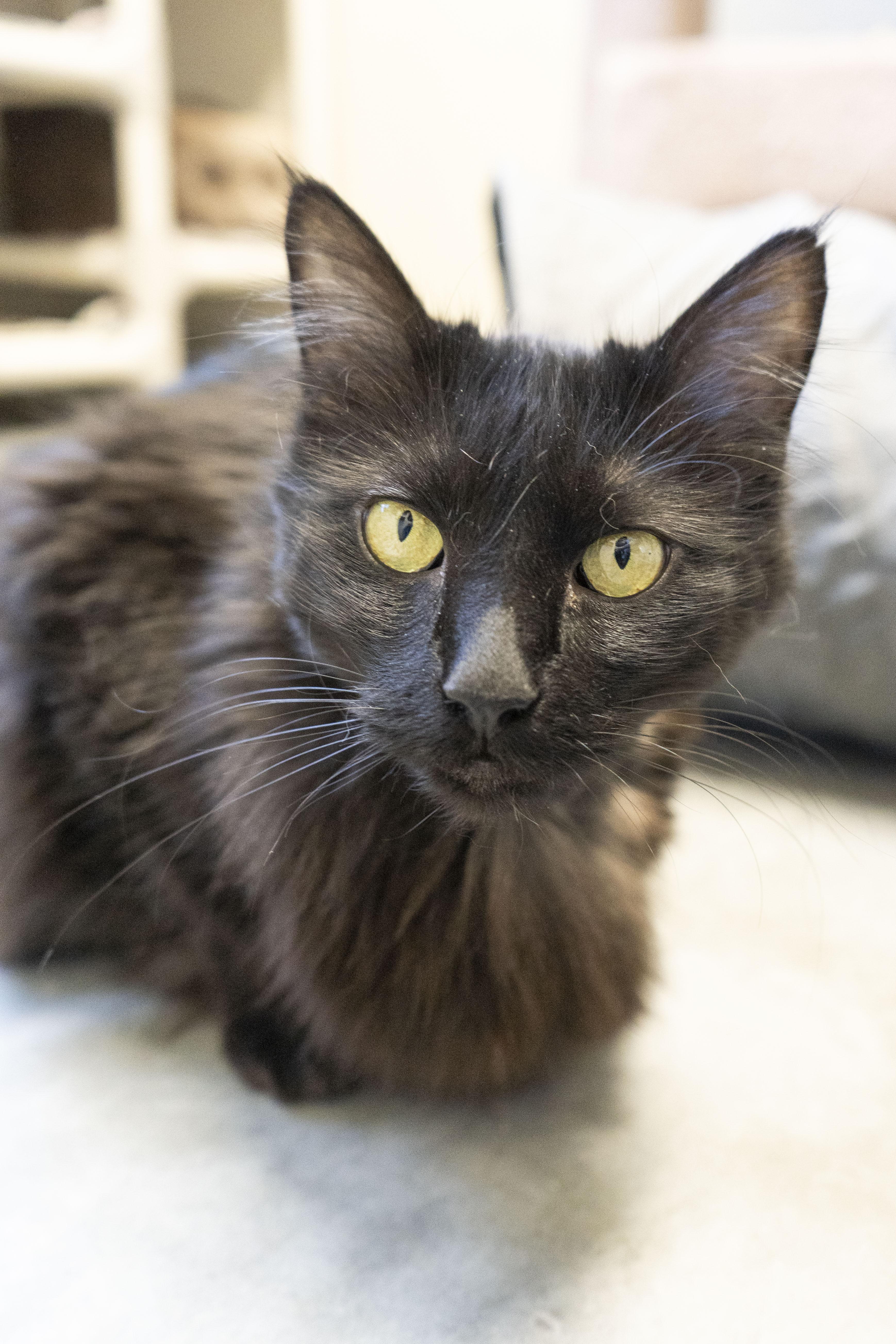 Sierra, Adult Female Domestic Long Hair