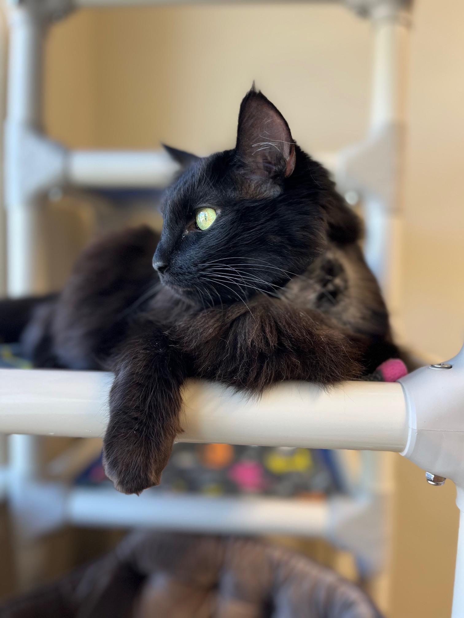 Sierra, an adoptable Domestic Long Hair in Boise, ID, 83709 | Photo Image 3