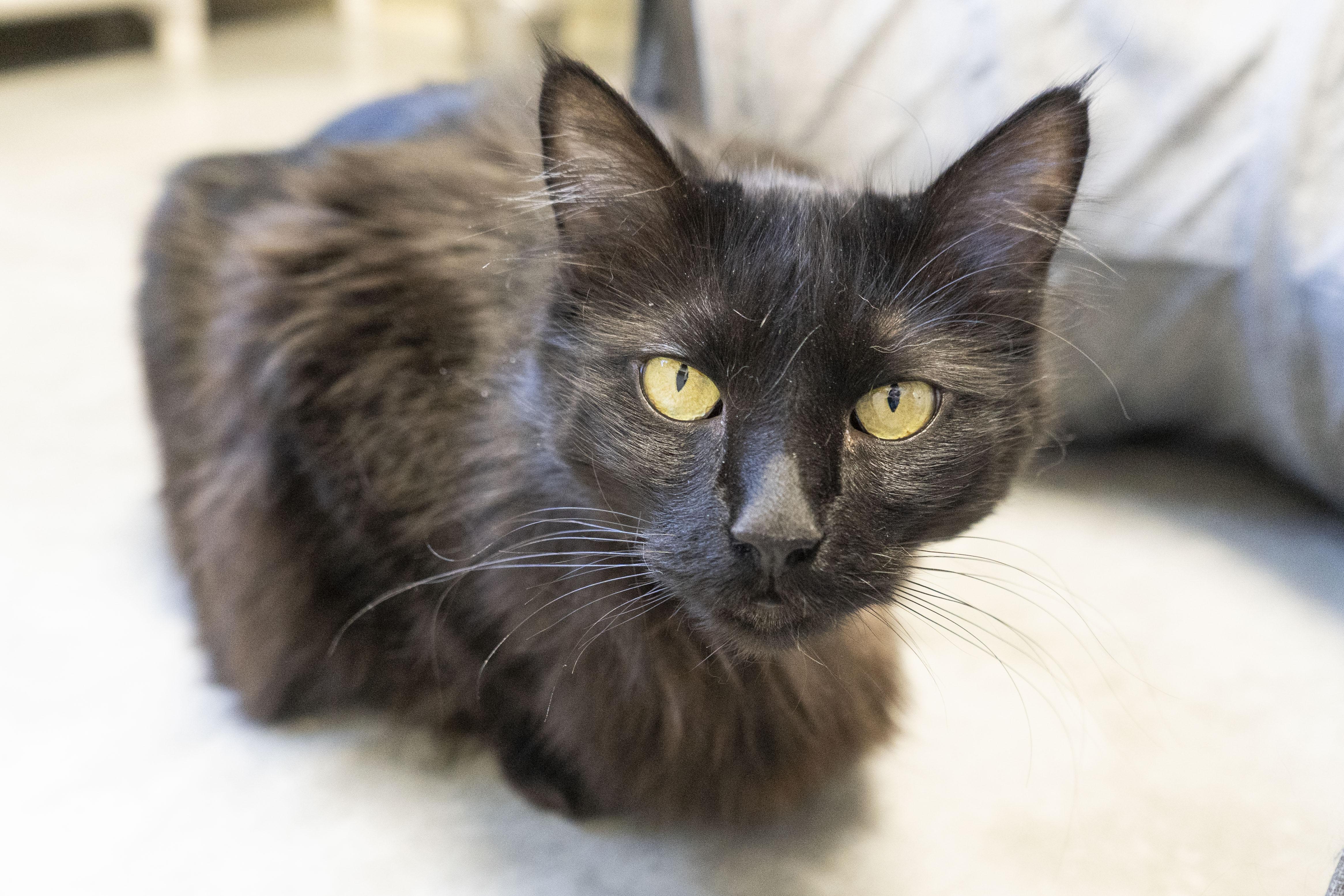 Sierra, an adoptable Domestic Long Hair in Boise, ID, 83709 | Photo Image 2
