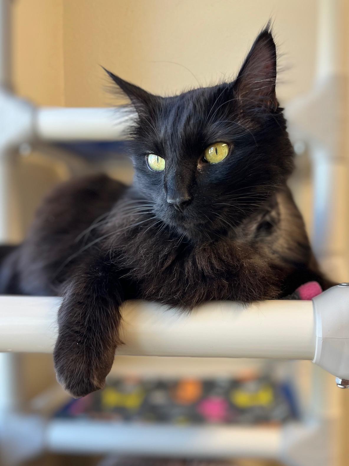 Sierra, an adoptable Domestic Long Hair in Boise, ID, 83709 | Photo Image 4