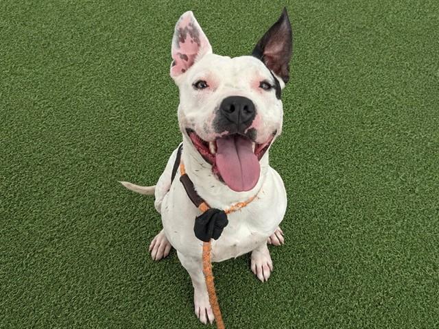 Enlarge SPAGHETTI, a Adoptable Pit Bull Terrier in Phoenix, AZ image 1/1