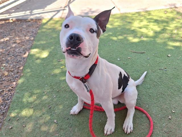 SPAGHETTI, Adoptable, Young Male Pit Bull Terrier.
