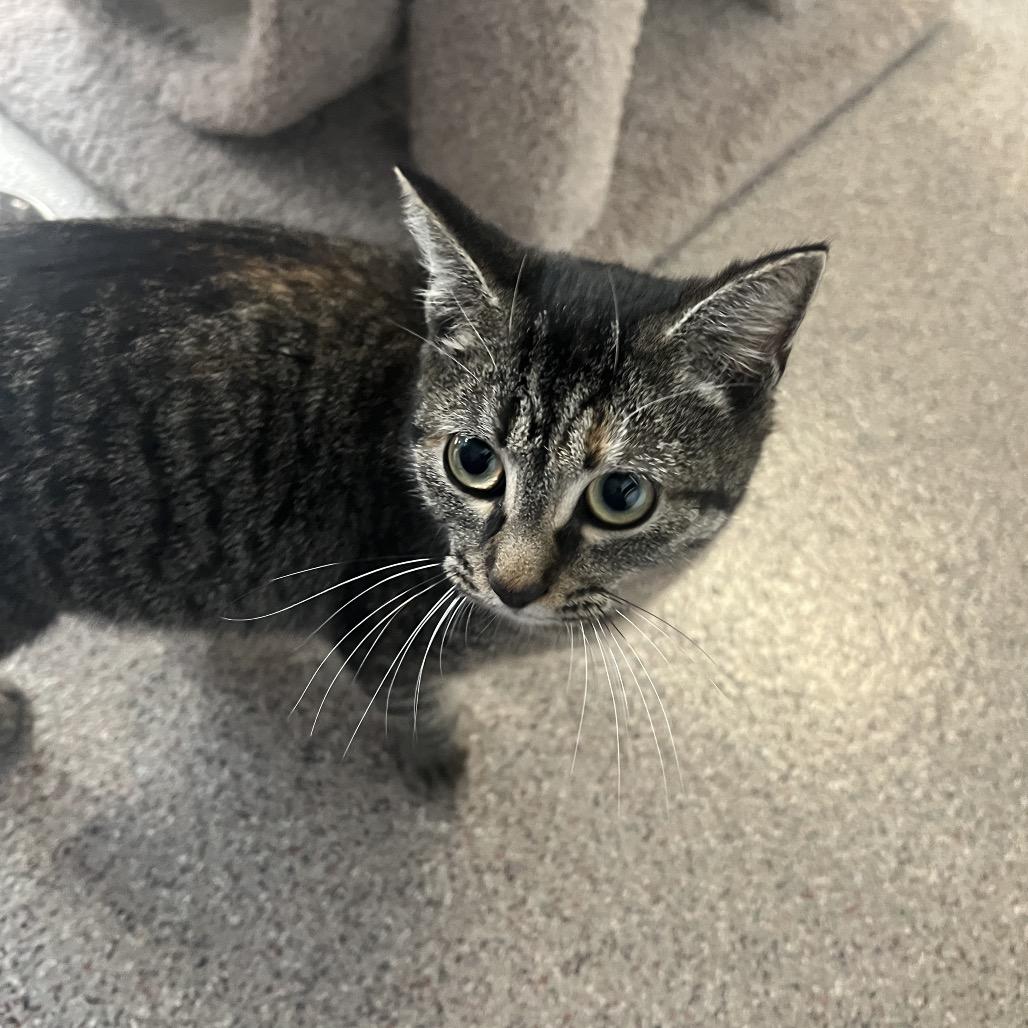 Enlarge Hemi, a Adoptable mixed breed in Sarasota, FL image 1/3